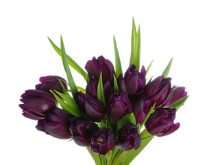 Bouquet of tulips