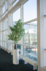 indoor tree, near the large glass windows Donetsk airport on Mar