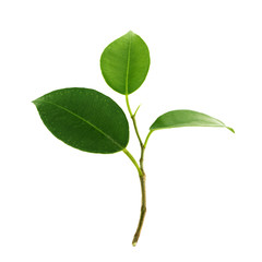Green leaf