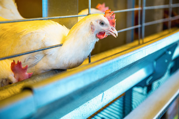 Chicken in farm incubator or coop