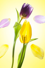 Naklejka premium Tulpen im Schnitt