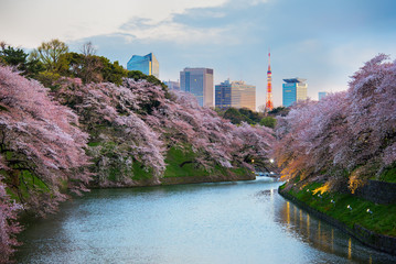 Sakura blossom at Kitanomaru Garden