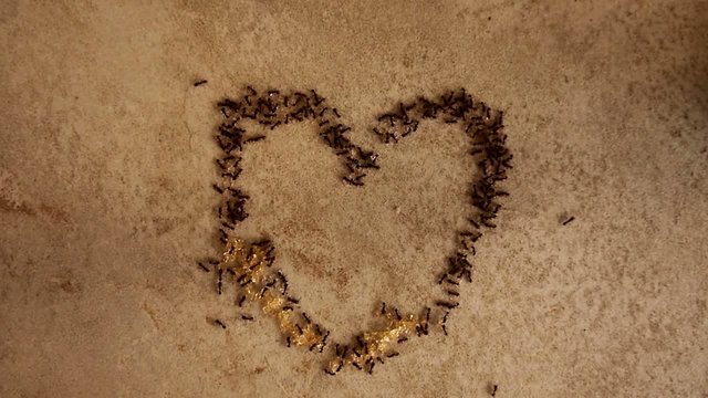 colony of ants bulding alove heart