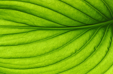 leaf texture