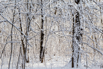 Winter landscape snow thicket forest