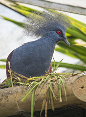 Victoria crowned pigeon