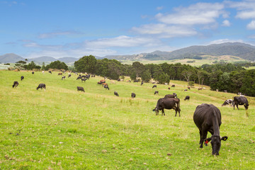 Green Grass Cows