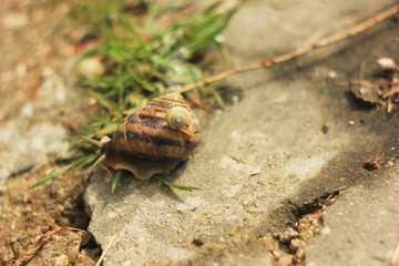 one snail on another in the grass