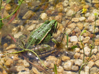 Green frog basking in the pond - species Pelophylax esculentus