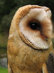 Owl portrait - species Tyto alba