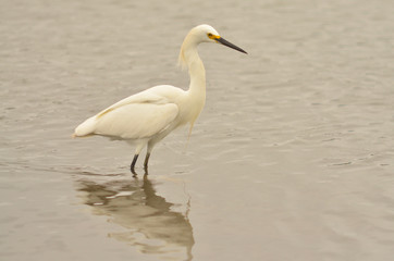 Garza Pequeña