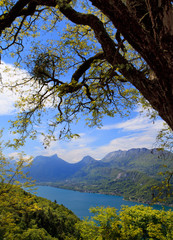 Tree on a background of Lake Annecy