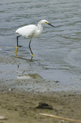 Garza Pequeña