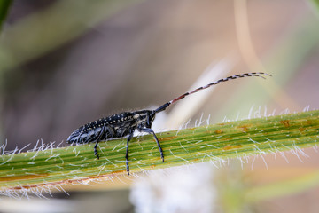 insecto de grandes antenas sobre rama detalle