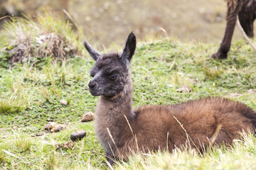 Cría de llama sentada en el campo