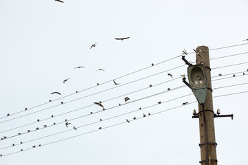 House Martin (Delichon urbica).Wild bird in a natural habitat.