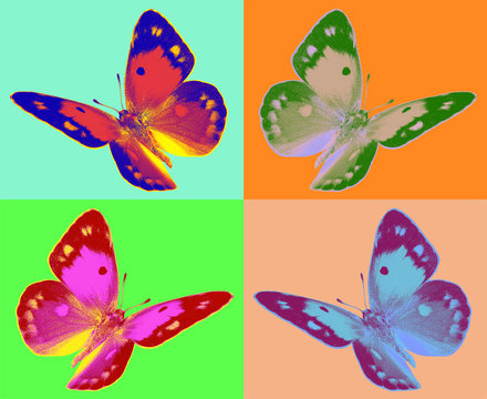 pop art Colias butterfly