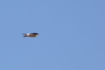House Martin (Delichon urbica).Wild bird in a natural habitat.