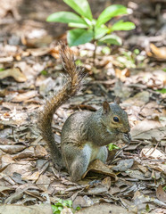 squirrel in the summer garden protects her belongings