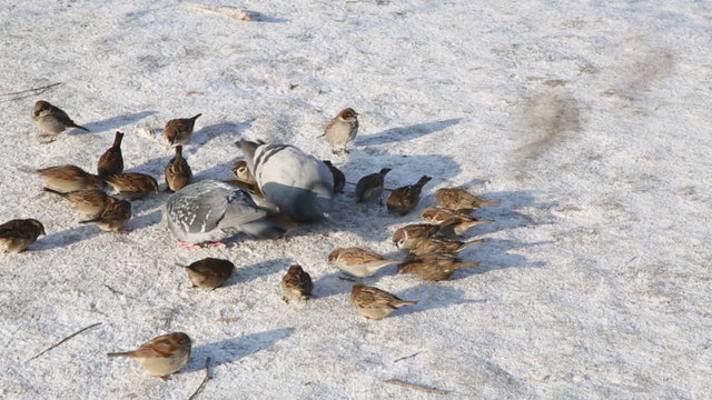 City birds - sparrows and pigeons