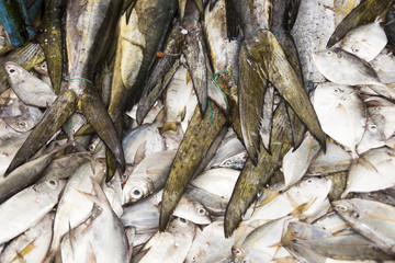 fresh fish on the market