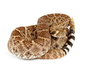 Western Diamondback Rattlesnake on white background.