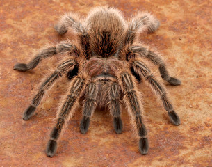 Chilean Rose Hair Tarantula