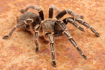 Chaco Golden Knee Tarantula