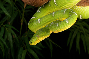 Emerald Tree Boa