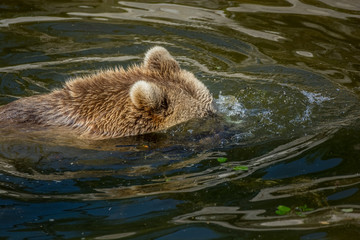 Obraz premium Bear bathing