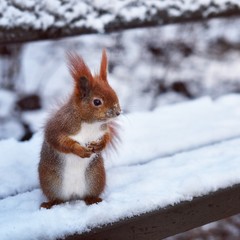 Милая белка стоит на заснеженной скамейке