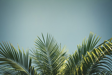 Naklejka premium palm tree