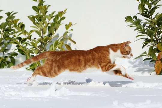 Katzensprung im Schnee
