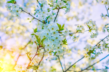composition of blossoming branches cherry tree on blurred sky ba