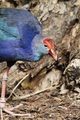 Purple Swamphen - Miami Zoo