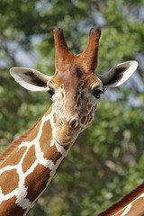 Giraffe head - miami metro zoo