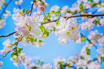 two flovers of blossoming appl tree on blurred background instag