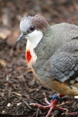 Luzon bleedig heart dove