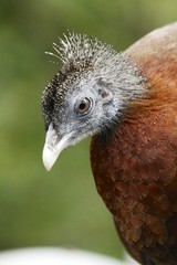 Malayan Great Argus Pheasant