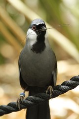 Black throated laughingthrust