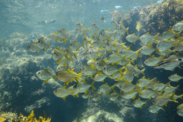 Fototapeta na wymiar School of Woodwards Pomfret fish Perth Australia