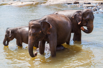 Fototapeta premium Elephants bathe in the river