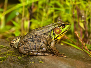 northern leopard frog