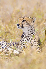 Cheetah looks after enemies in Serengeti