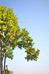Up view on tree and clouds on blue sky