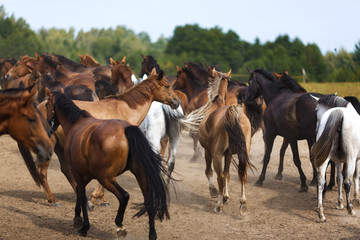 Obraz premium Herd of horses