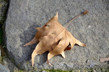Fallen brown leaves on rock
