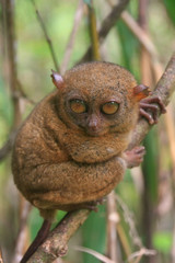 Tarsier sitting on a tree, Bohol island, Philippines