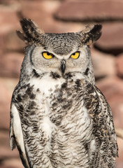 south africa owl standing on a wooden bar and a brick wall