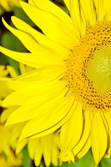 Obraz premium close-up with sunflower on a summer day